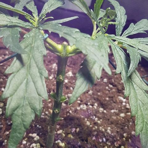 Jagoda growlog timeline photo