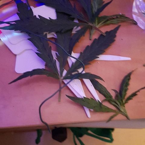 Jagoda growlog timeline photo
