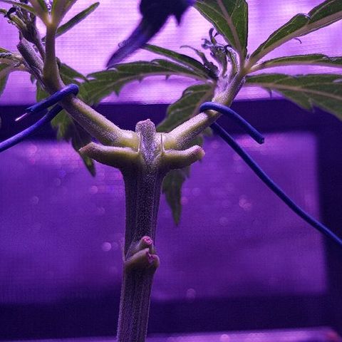 Jagoda growlog timeline photo