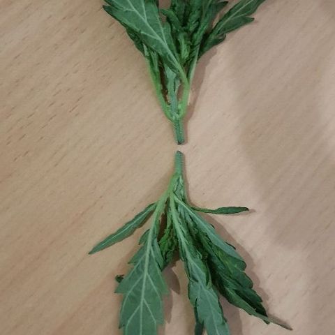 Jagoda growlog timeline photo