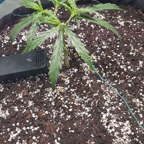 Jagoda growlog timeline photo