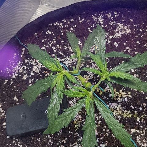 Jagoda growlog timeline photo