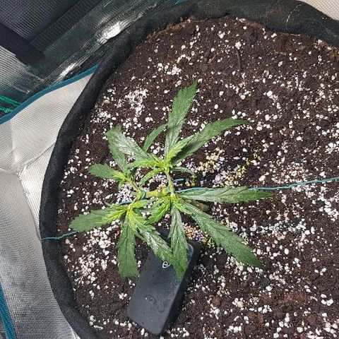 Jagoda growlog timeline photo