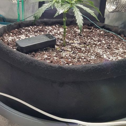 Jagoda growlog timeline photo