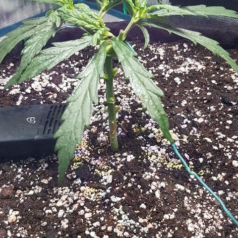 Jagoda growlog timeline photo