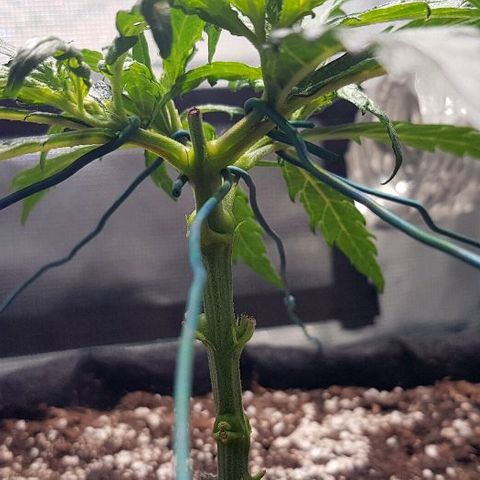 Jagoda growlog timeline photo