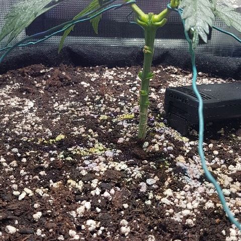 Jagoda growlog timeline photo