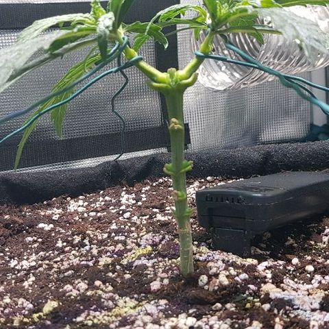 Jagoda growlog timeline photo