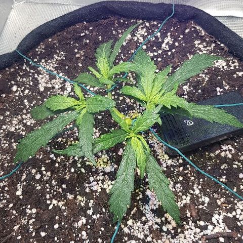 Jagoda growlog timeline photo