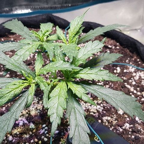 Jagoda growlog timeline photo