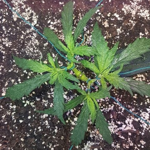 Jagoda growlog timeline photo