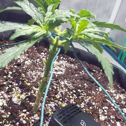 Jagoda growlog timeline photo