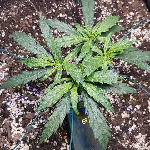Jagoda growlog timeline photo