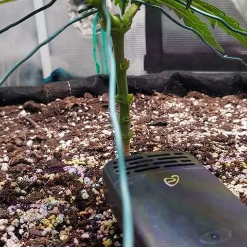 Jagoda growlog timeline photo