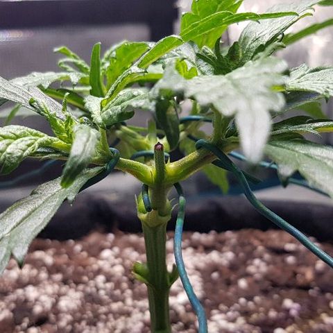 Jagoda growlog timeline photo