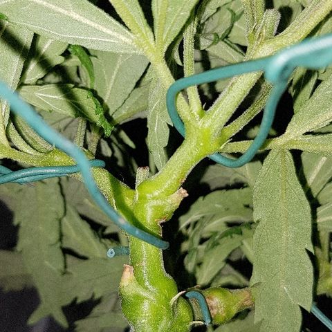 Jagoda growlog timeline photo