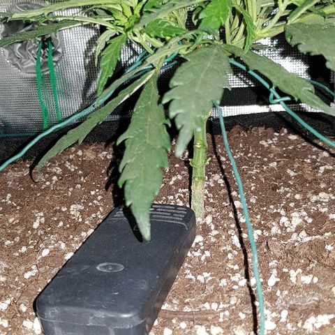 Jagoda growlog timeline photo