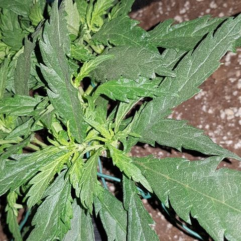 Jagoda growlog timeline photo
