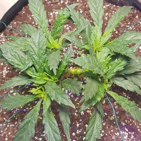 Jagoda growlog timeline photo