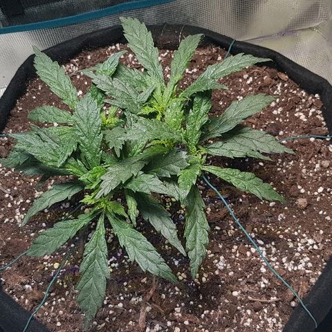 Jagoda growlog timeline photo
