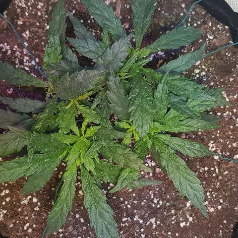 Jagoda growlog timeline photo