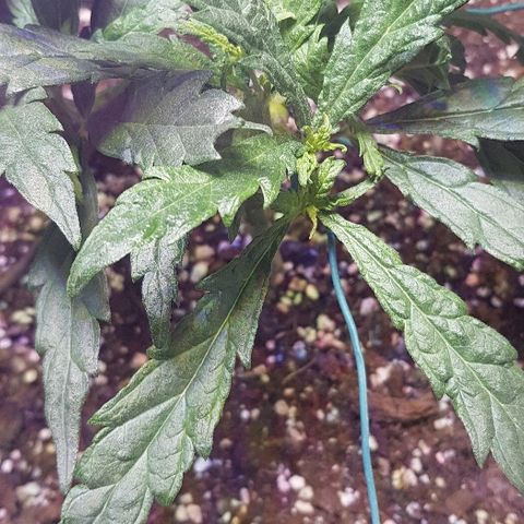Jagoda growlog timeline photo