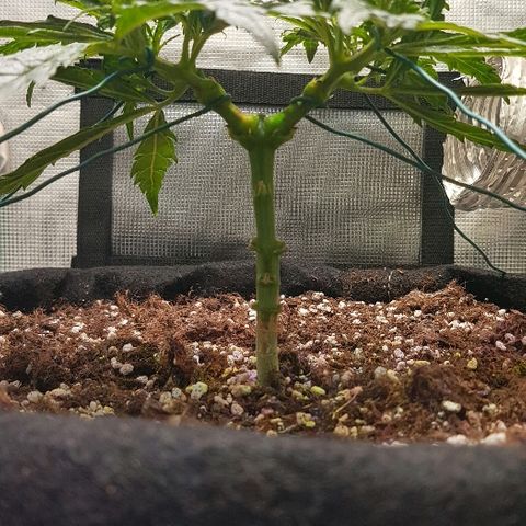 Jagoda growlog timeline photo