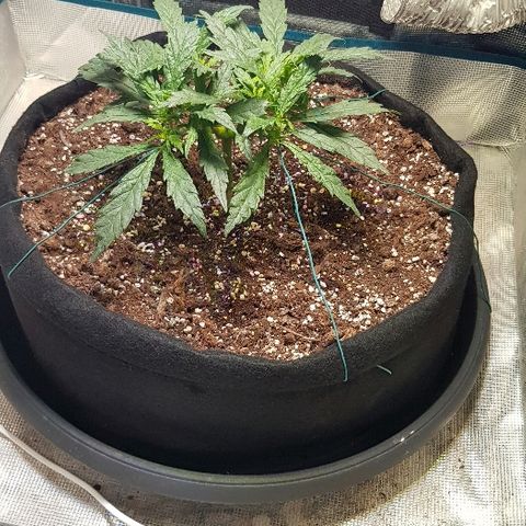Jagoda growlog timeline photo
