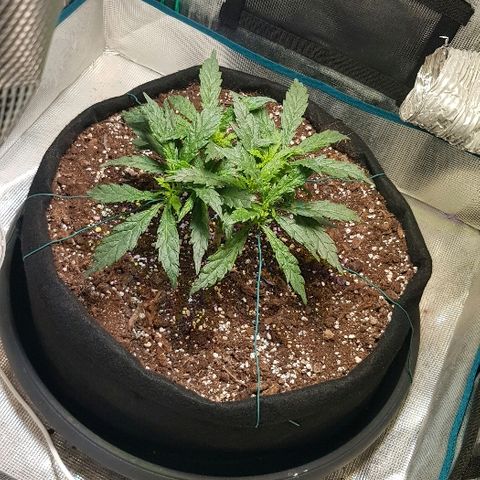 Jagoda growlog timeline photo