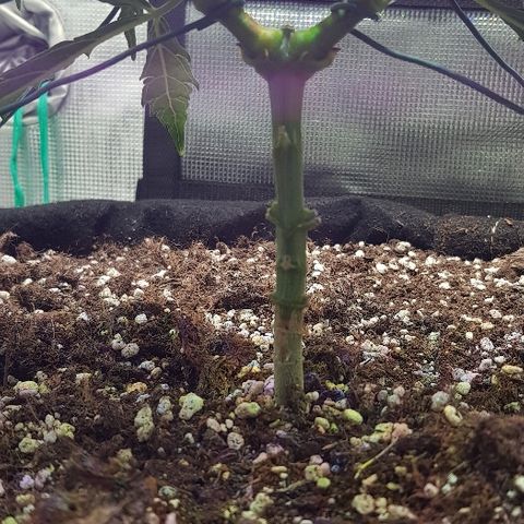 Jagoda growlog timeline photo