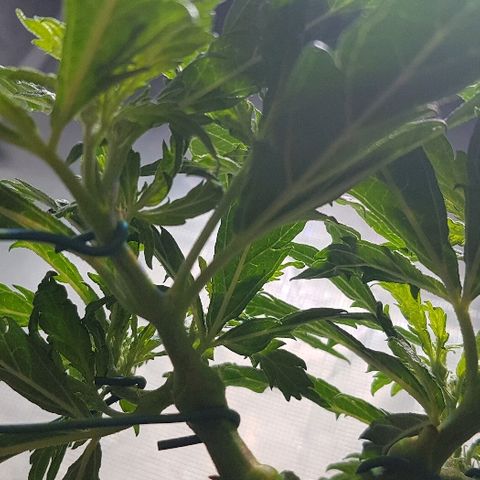 Jagoda growlog timeline photo