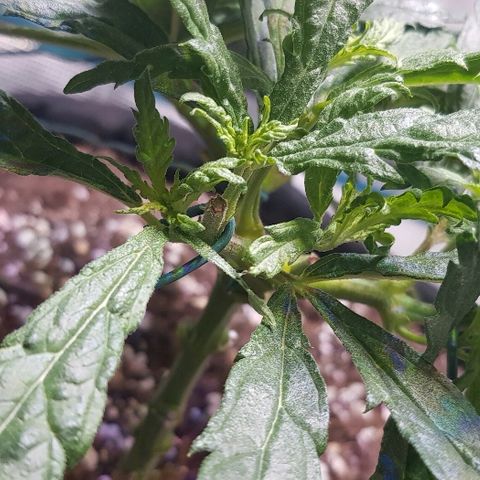 Jagoda growlog timeline photo