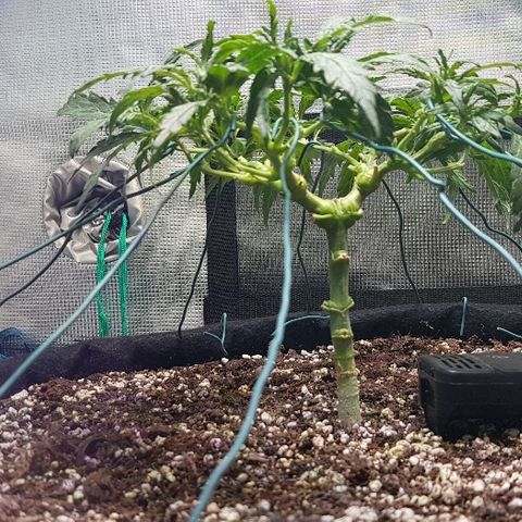 Jagoda growlog photo: nakon defolijacije i treninga