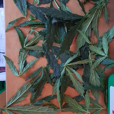 Jagoda growlog photo: nakon defolijacije i treninga