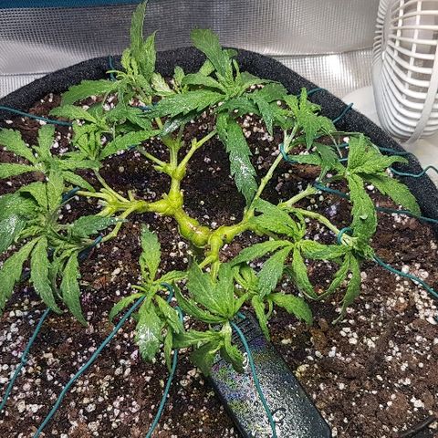 Jagoda growlog photo: nakon defolijacije i treninga