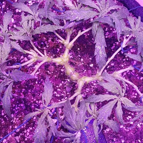 Jagoda growlog photo: nakon defolijacije i treninga