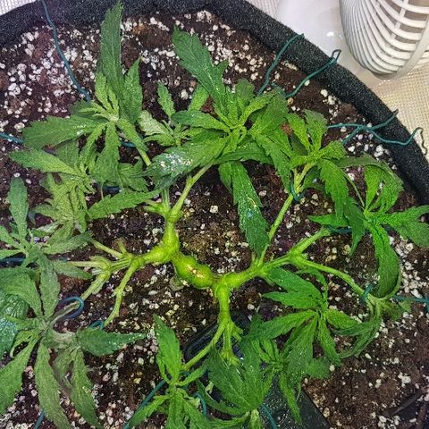 Jagoda growlog photo: nakon defolijacije i treninga