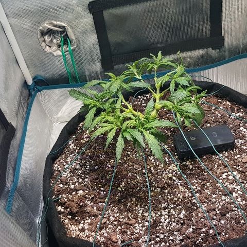Jagoda growlog photo: nakon defolijacije i treninga