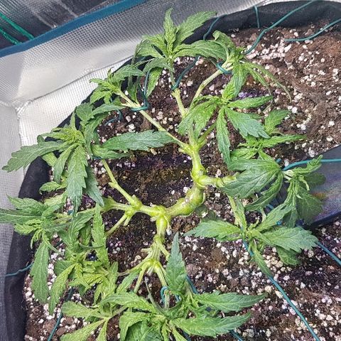 Jagoda growlog photo: nakon defolijacije i treninga