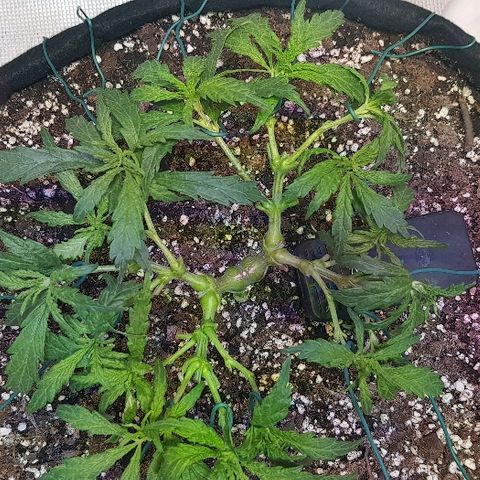 Jagoda growlog photo: nakon defolijacije i treninga