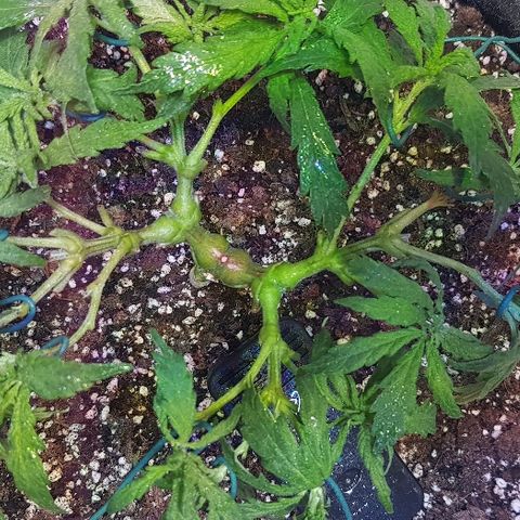 Jagoda growlog photo: nakon defolijacije i treninga