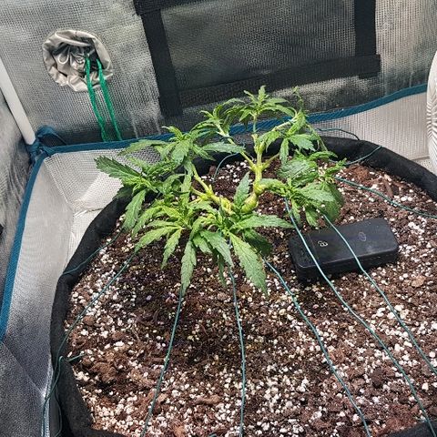 Jagoda growlog photo: nakon defolijacije i treninga