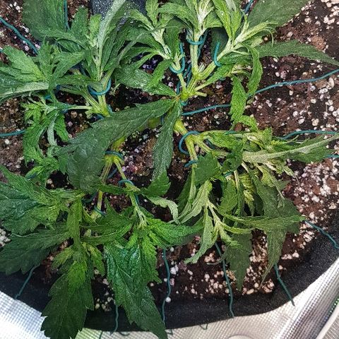 Jagoda growlog timeline photo
