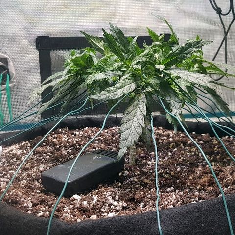 Jagoda growlog timeline photo