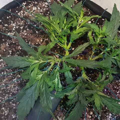 Jagoda growlog timeline photo