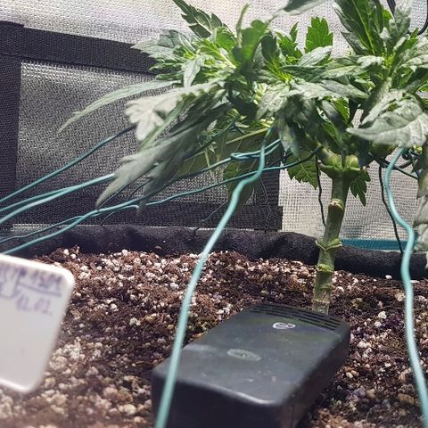 Jagoda growlog timeline photo