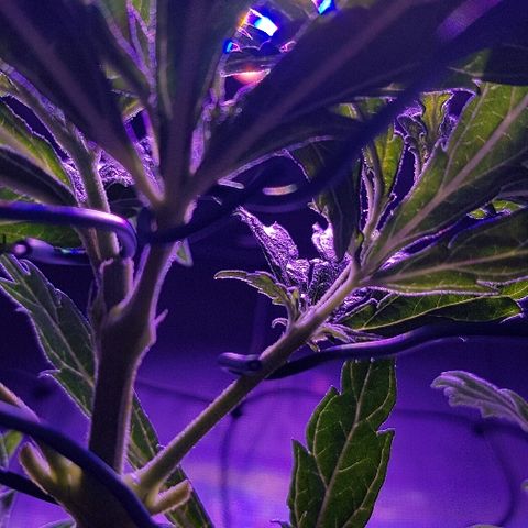 Jagoda growlog timeline photo