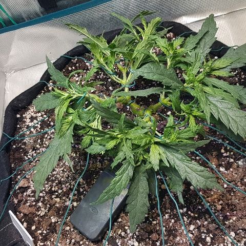 Jagoda growlog timeline photo