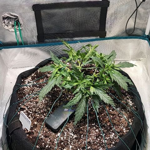 Jagoda growlog timeline photo