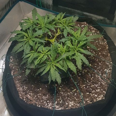 Jagoda growlog timeline photo